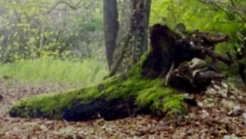 Verfallener Baumstumpf im Wald