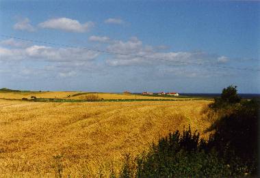 Sonniges Feld kurz vor Bamburgh