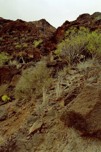 ein Bild von Gomera