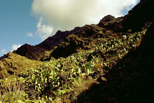 ein Bild von Gomera