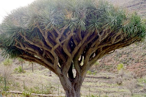 ein Bild von Gomera