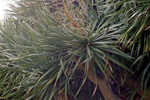 ein Bild von Gomera