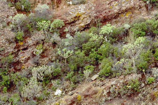 ein Bild von Gomera